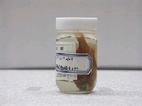 藏品(白頸赤尾冬)的圖片